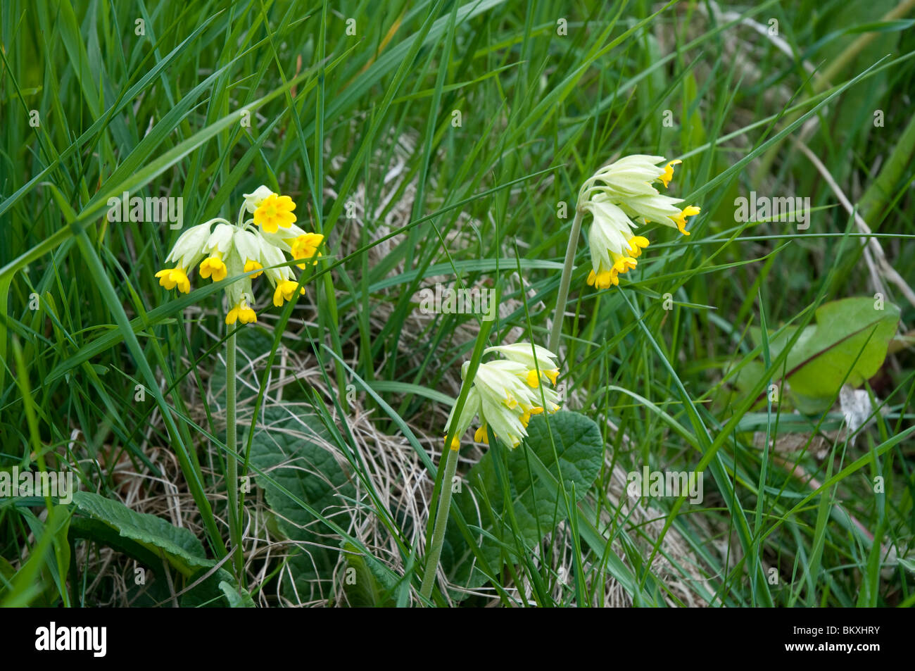 Cowslips in the village of Grassington in the Yorkshire Dales and Linton Falls Stock Photo