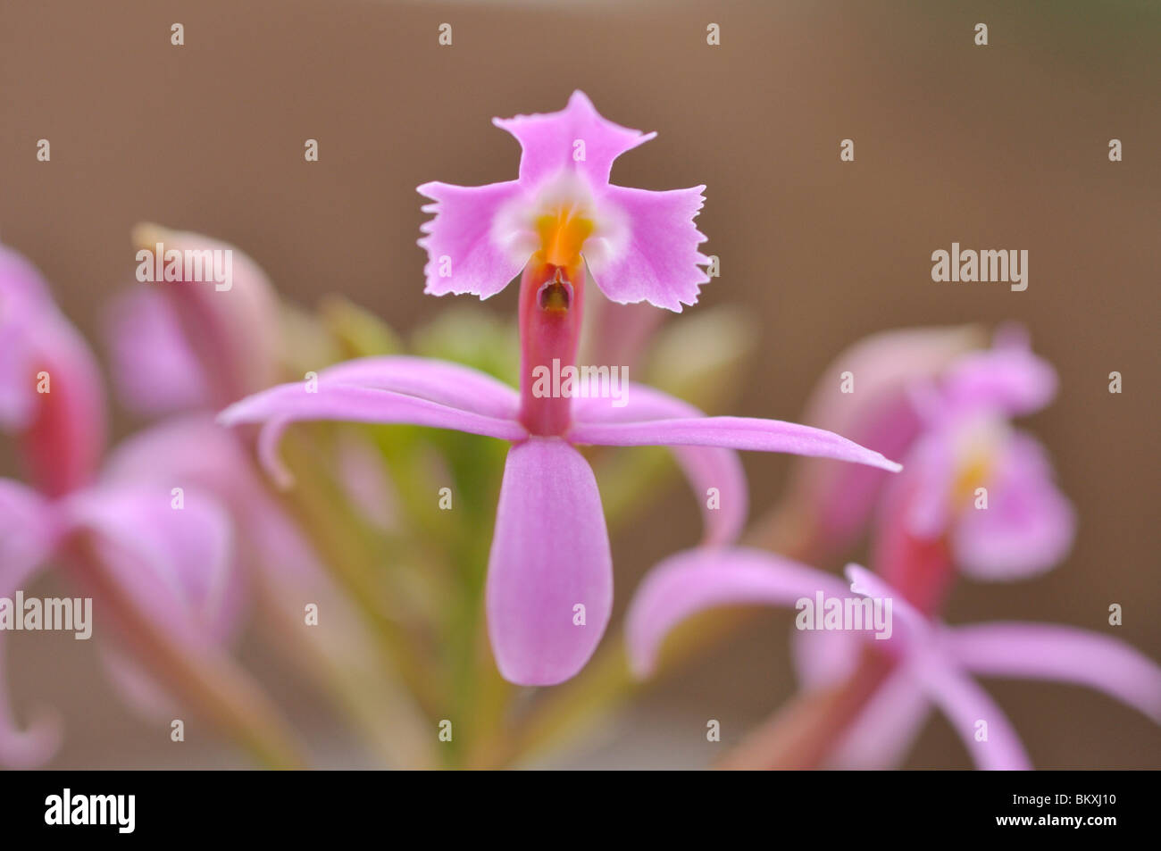 Lopsided star orchid (Epidendrum secundum) Stock Photo