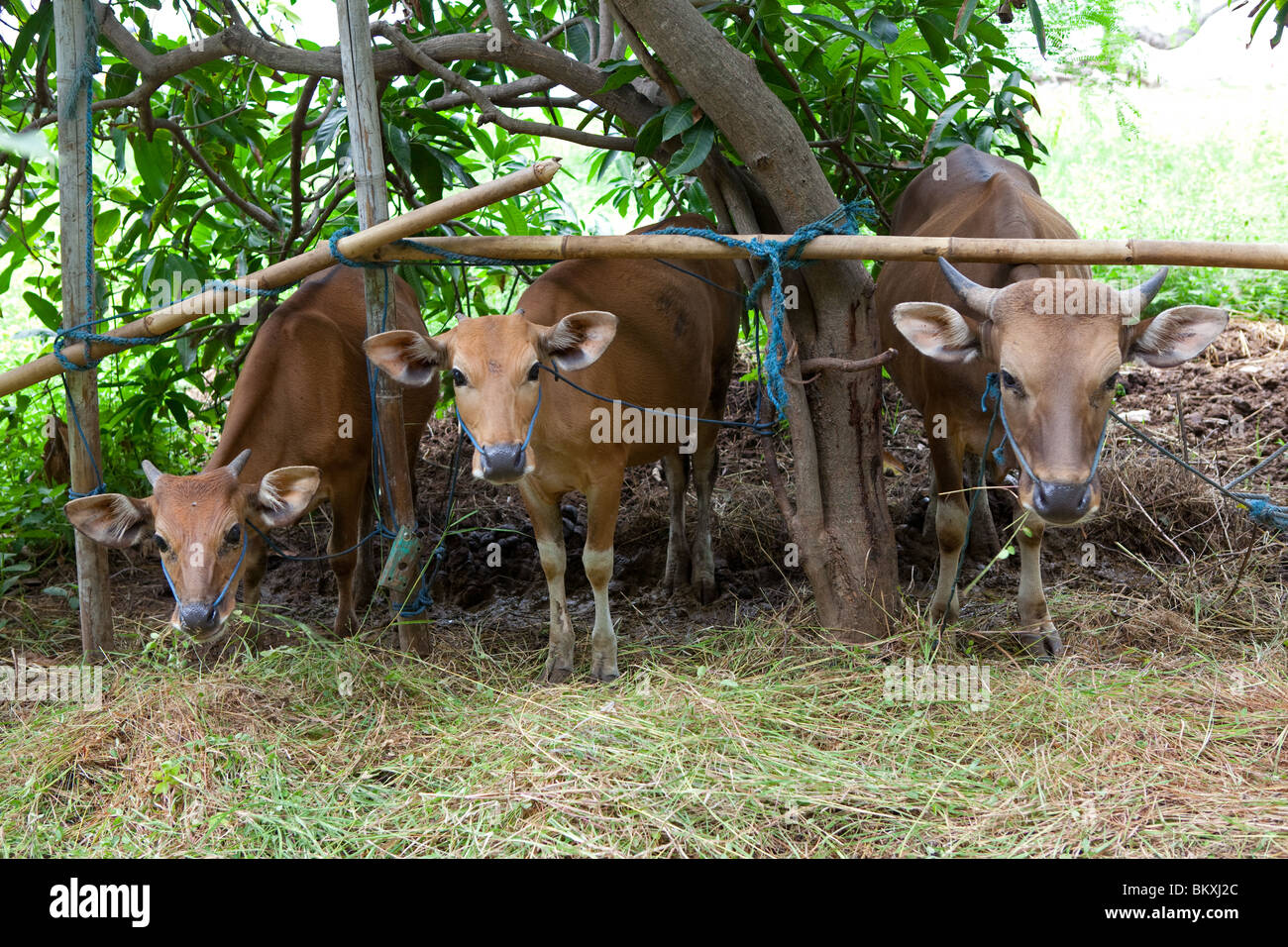 Cows at Bali, Indonesia Stock Photo
