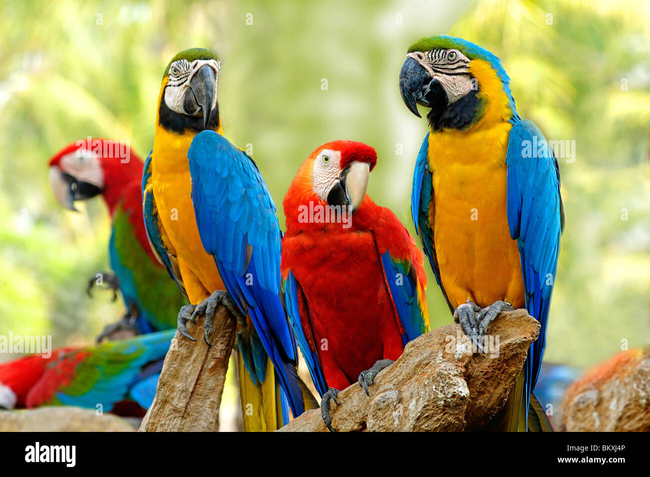 Birds  ; Scarlet Macaws and Blue and Gold Macaws sitting on branch of tree Safari world Bangkok ; Thailand ; South East Asia Stock Photo