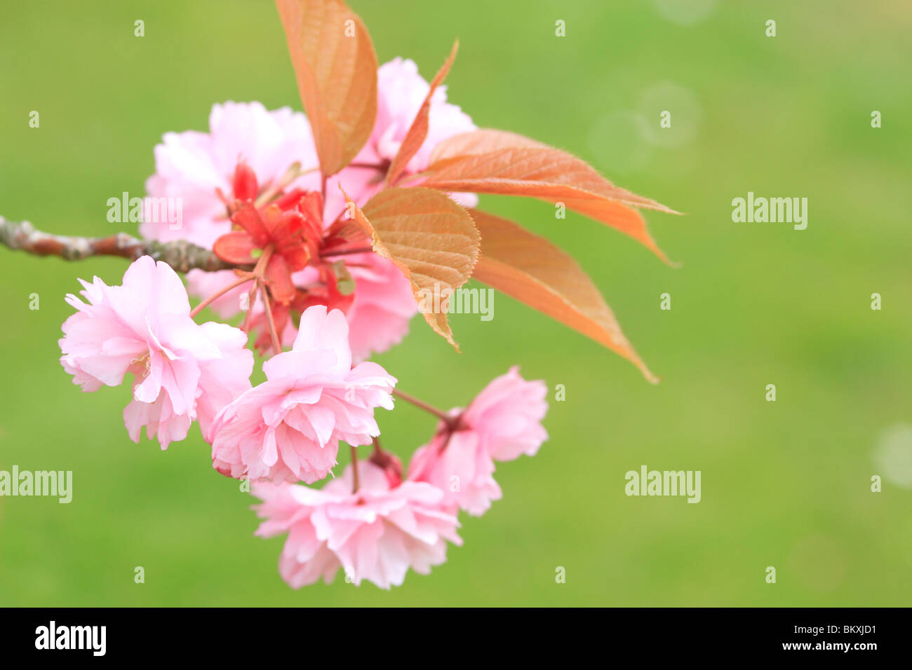 Ornamental Pink Cherry Blossom Stock Photo - Alamy