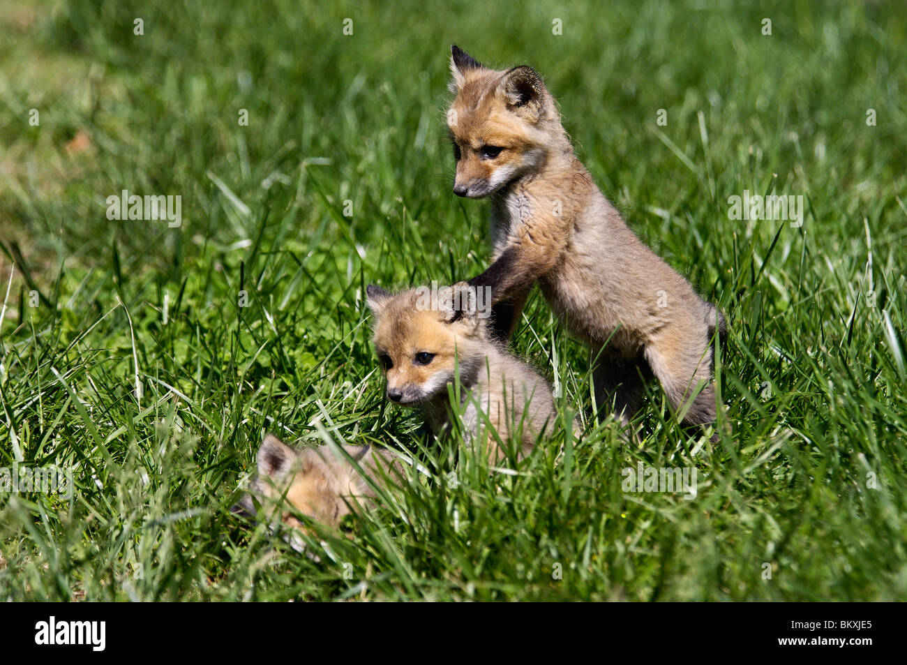Three Baby Red Foxes Playing Together in Floyd County, Indiana Stock Photo