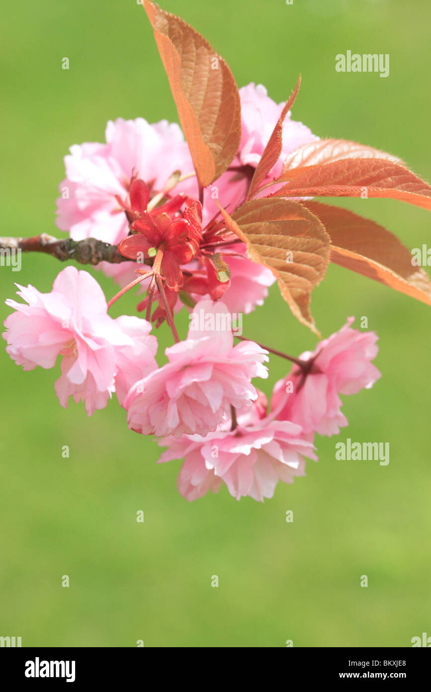Ornamental Pink Cherry Blossom Stock Photo - Alamy