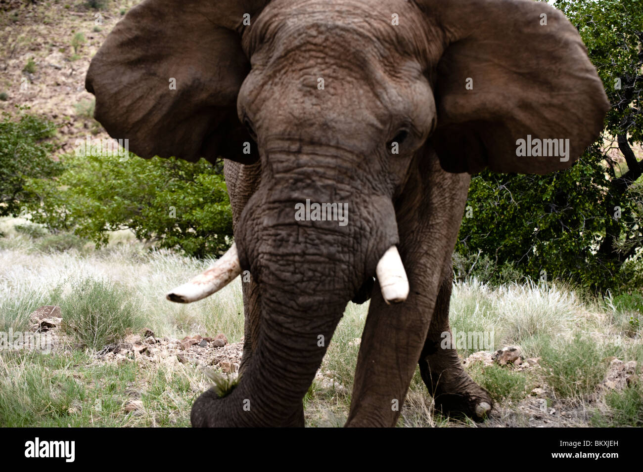 Mock charge from a large bull elephant, Damaraland, Namibia. Stock Photo