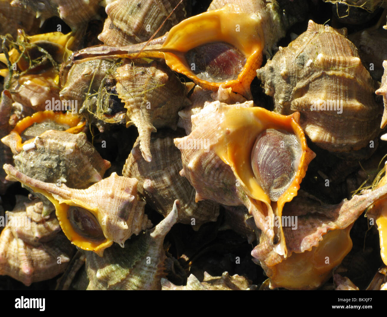 boxes full of sea shells in port dock harbour italy Stock Photo - Alamy