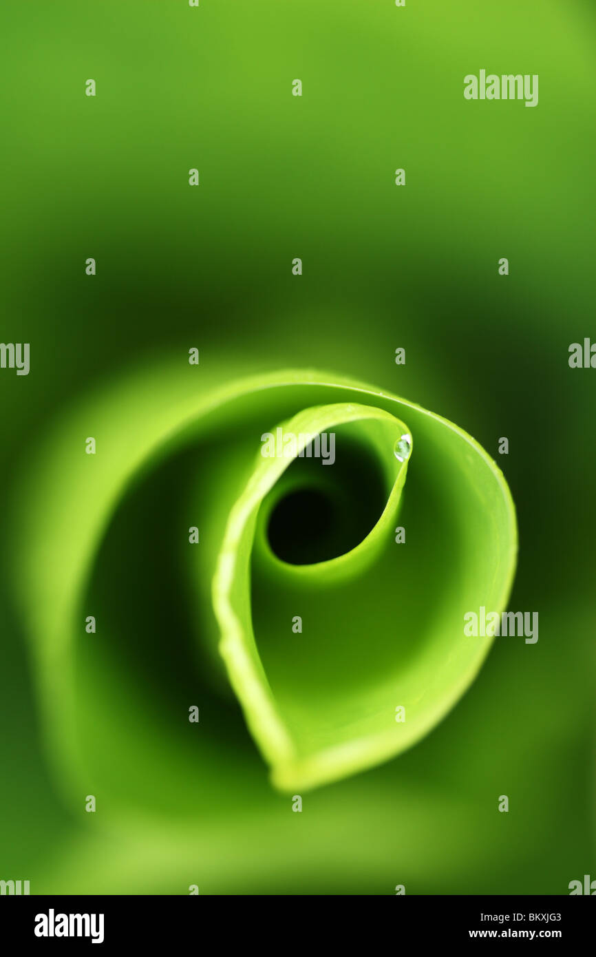 Abstract of water droplet on leaf of Skunk Cabbage (Lysichiton camtschatcensis) at Viginia Water, Surrey, United Kingdom Stock Photo