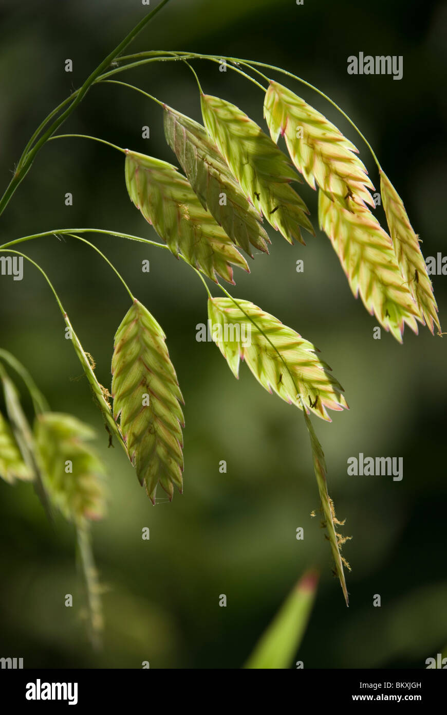 Chasmanthium latifolium (Uniola latifolia), River oats Stock Photo