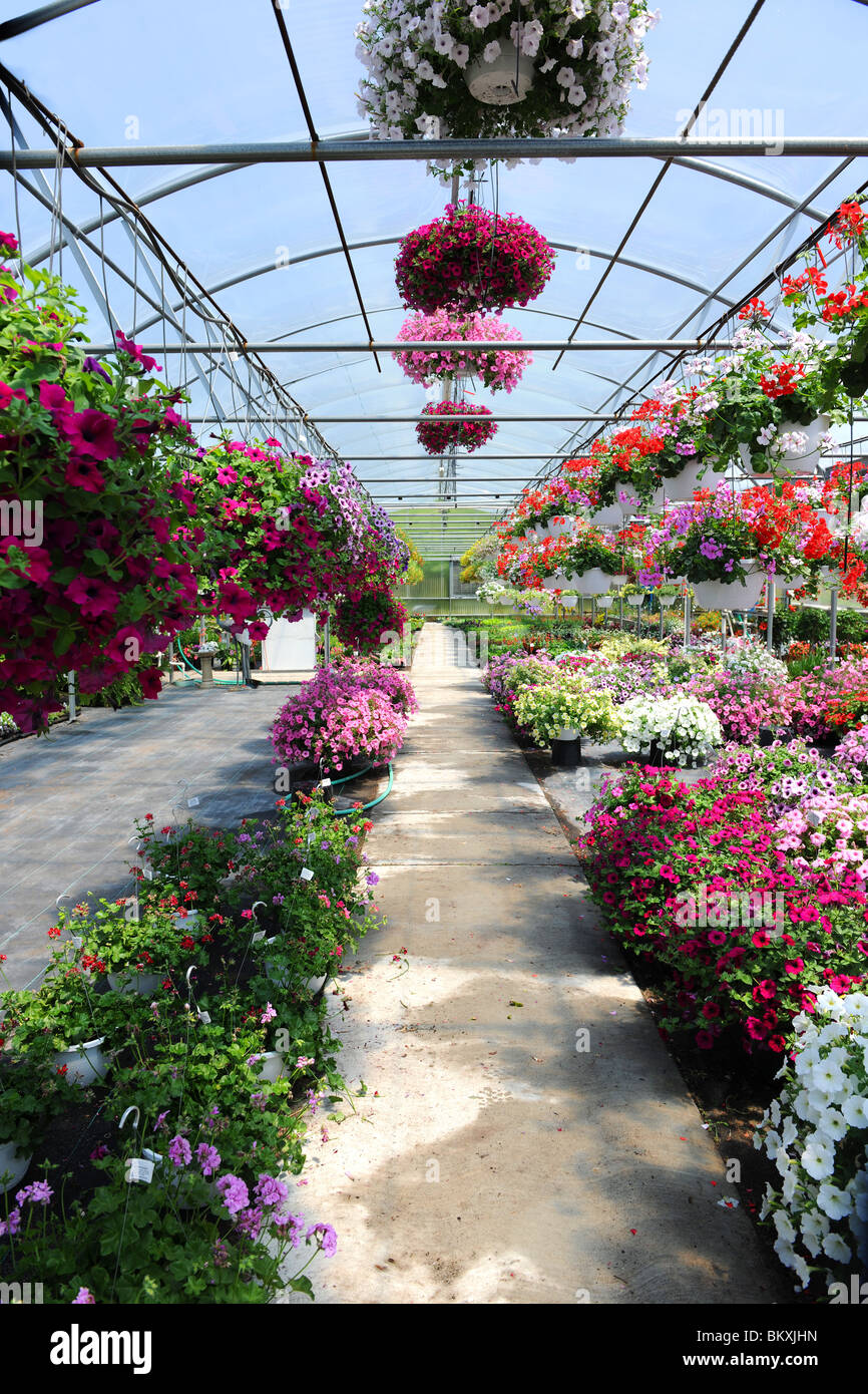 Greenhouse with flowers Stock Photo - Alamy