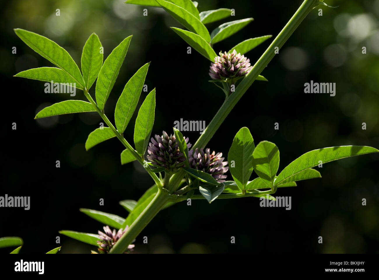 Glycyrrhiza glabra, Liquorice Stock Photo Alamy