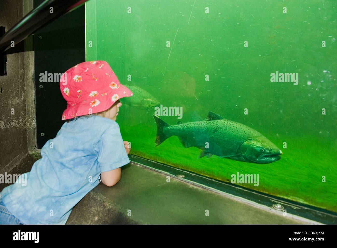 Child (girl, aged 3) looks at King Salmon, Hiram Chittendon Locks, Underwater viewing, Seattle, Washington Stock Photo