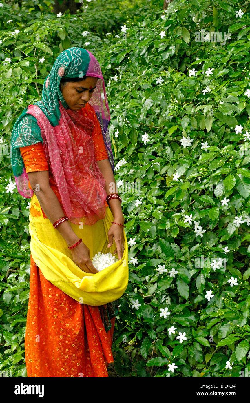 Indian woman plucking jasmine flowers hires stock photography and