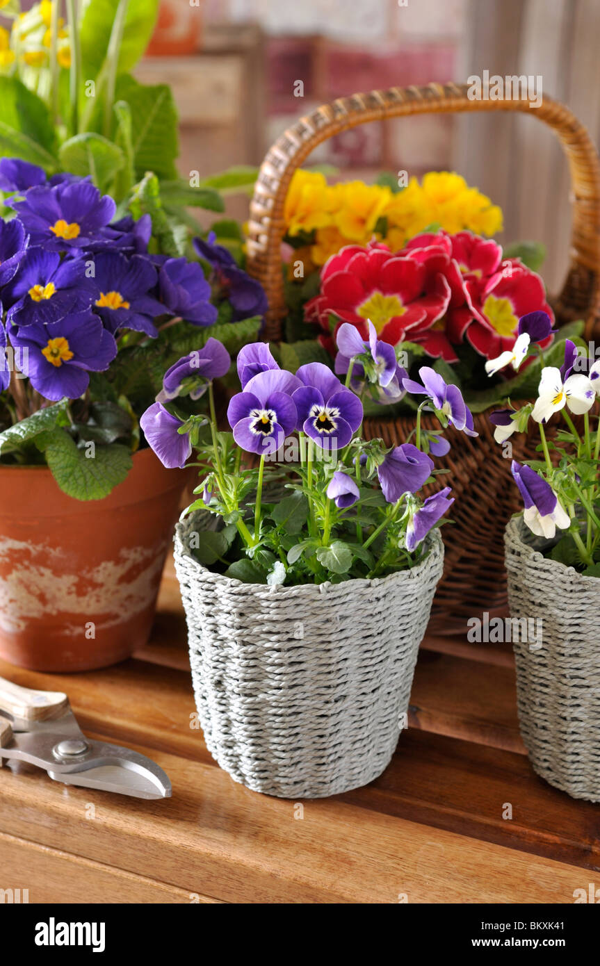 Horned pansies (Viola cornuta) and comon primroses (Primula vulgaris syn. Primula acaulis) Stock Photo