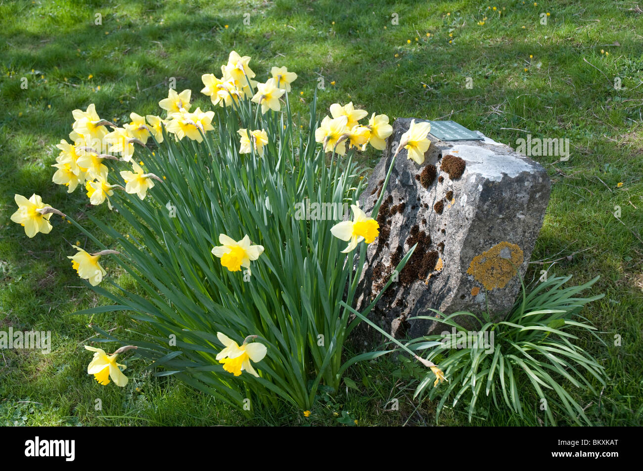 Daffodils in the village of Grassington in the Yorkshire Dales and Linton Falls Stock Photo