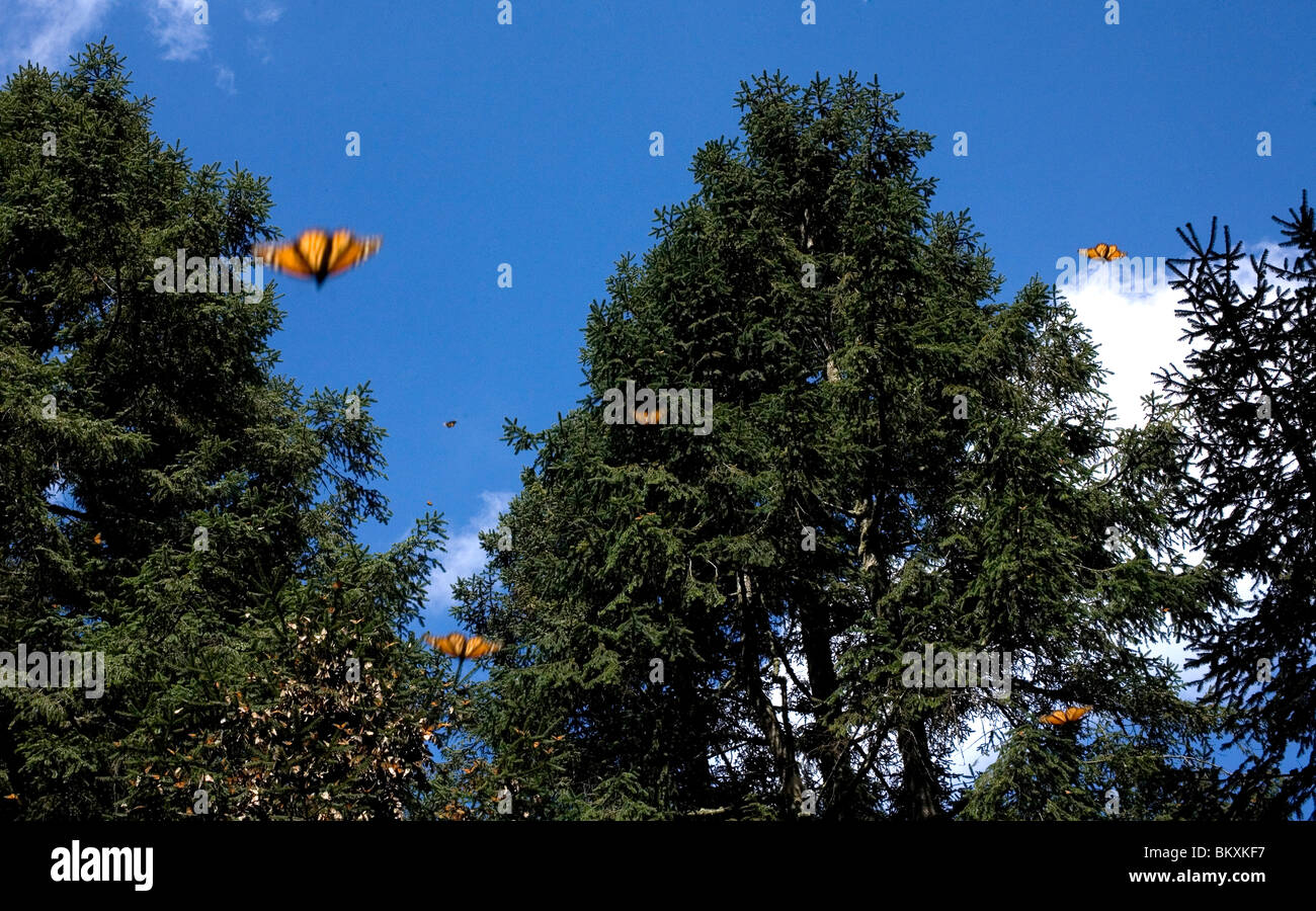 Monarch butterflies (Danaus plexippus) fly in El Rosario Sanctuary for monarch butterflies near