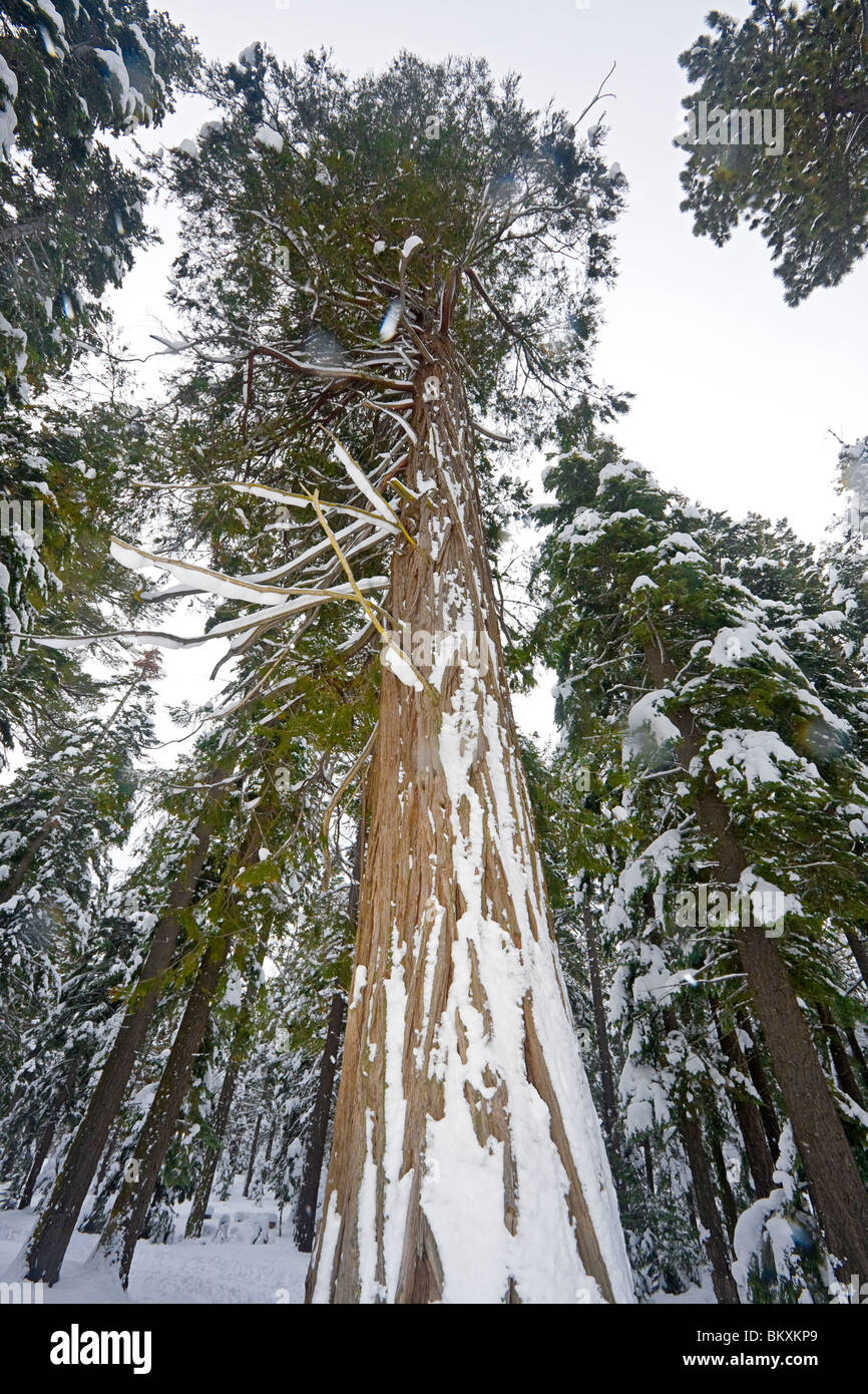 Cedar tree covered with snow. Stock Photo