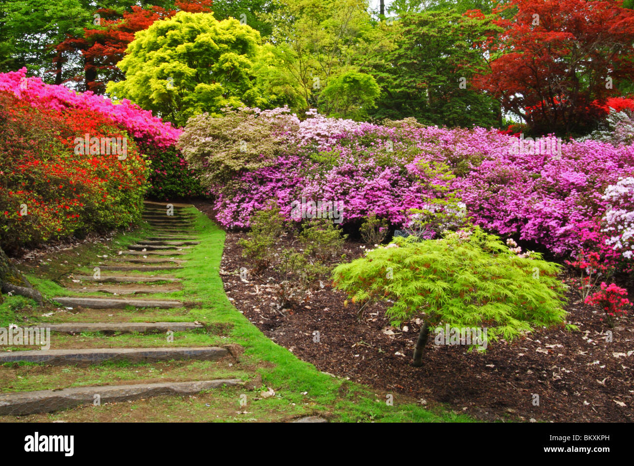Azaleas and Rhododendrons in the Punch Bowl, Valley Gardens, The Royal Landscape, Windsor Great Park, Surrey, United Kingdom Stock Photo