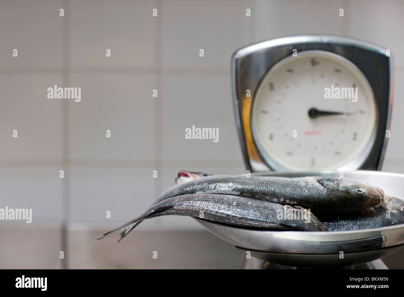 Weighing Fish High Resolution Stock Photography and Images Alamy