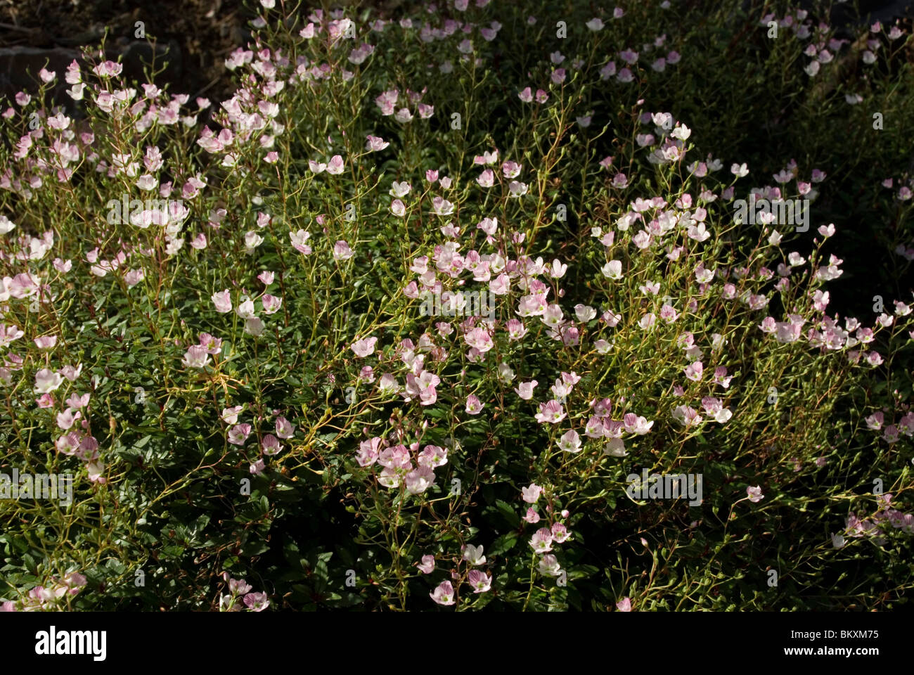 Parahebe catarractae, pink form Stock Photo