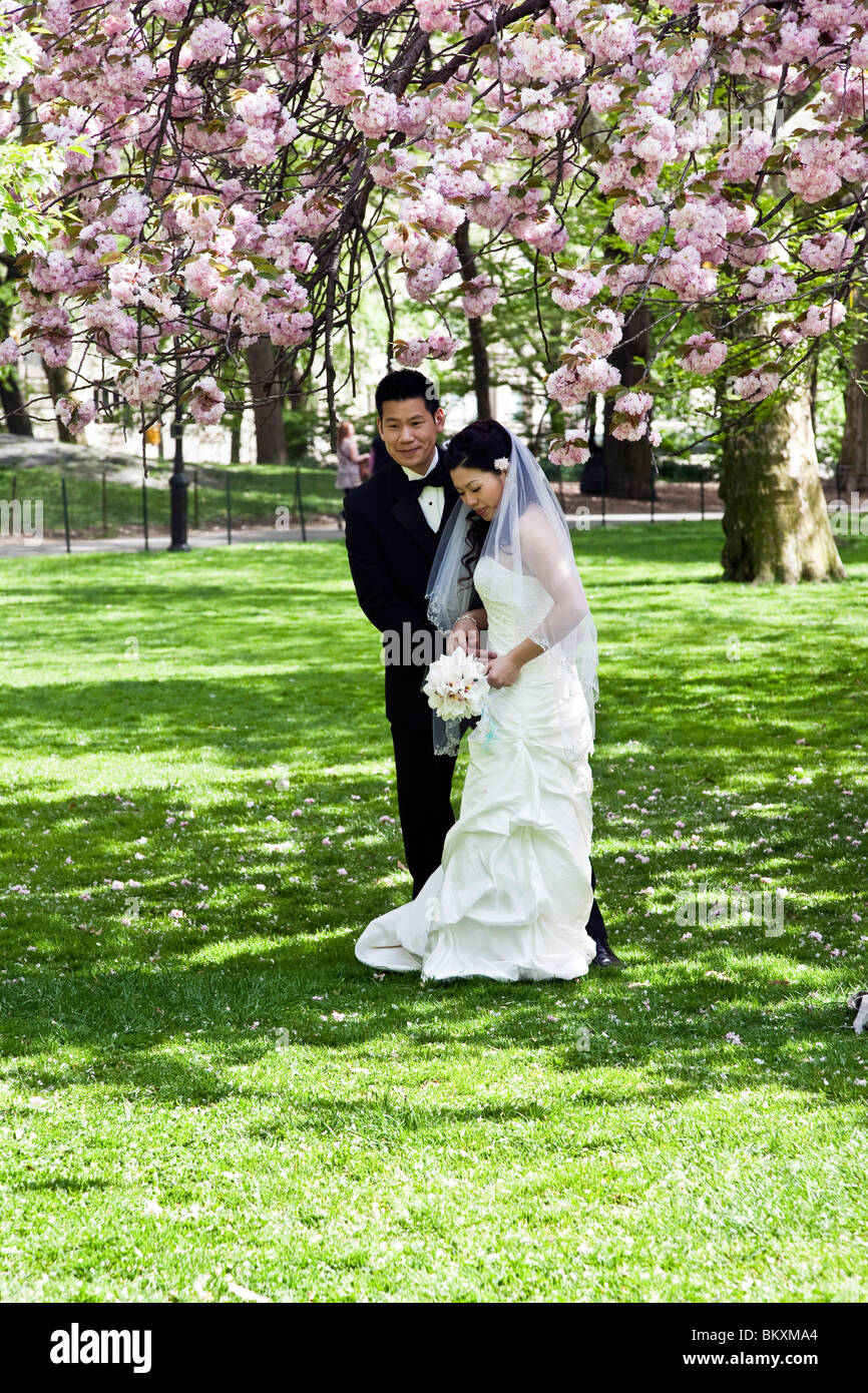 demure Chinese bride takes her groom's hand as they pose under clusters of blooming cherry blossoms in central Park New York Stock Photo