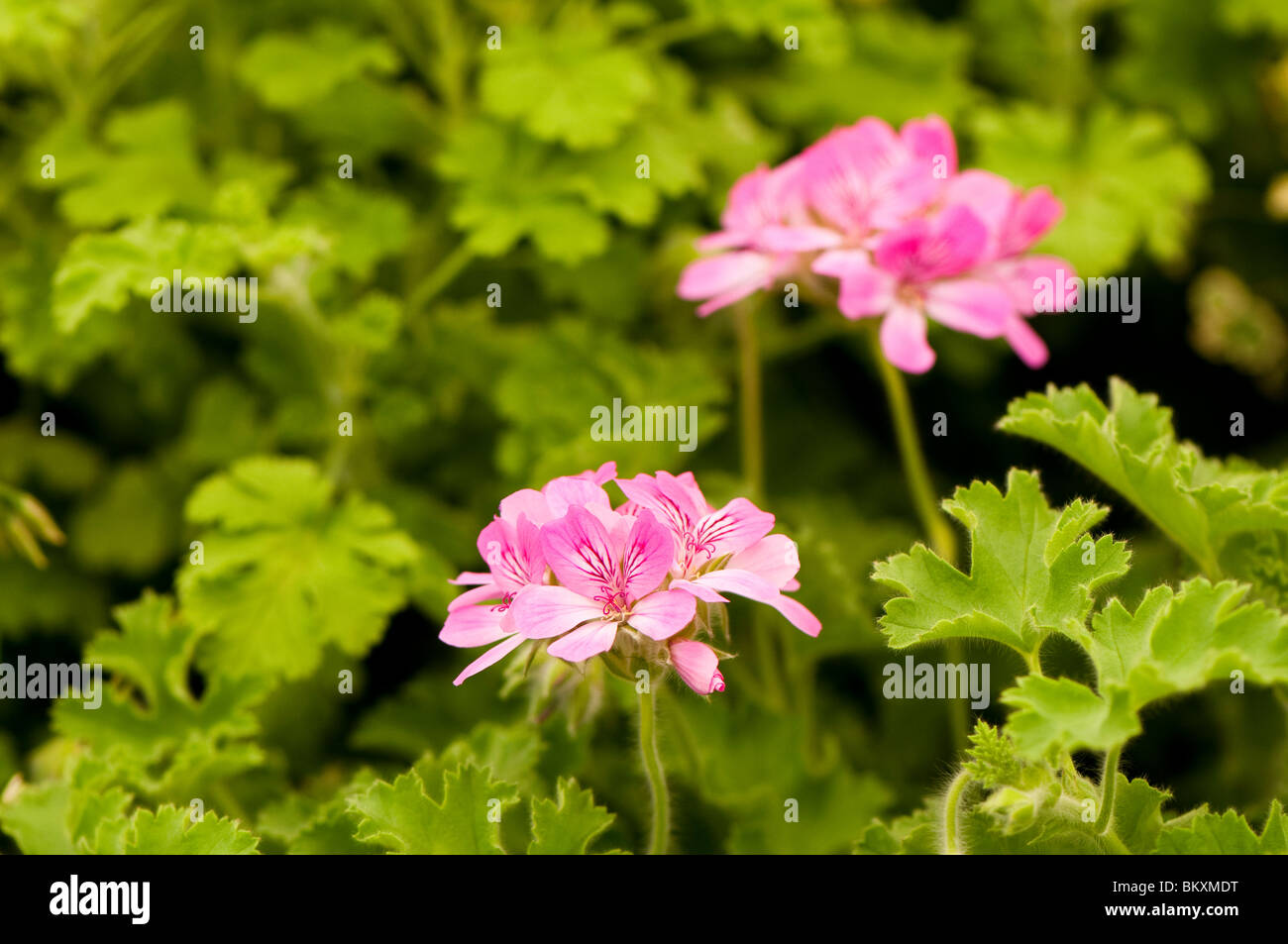 Pelargonium 'Pink Capitatum' in flower Stock Photo