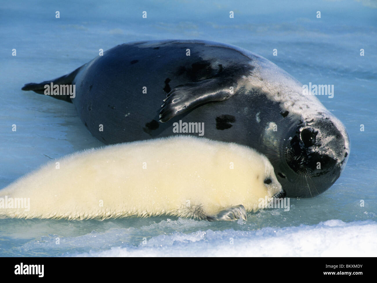Harp Seal, (Phoca groenlandica), mother & pup, Magdalen Island, Quebec, eastern Canada. Stock Photo