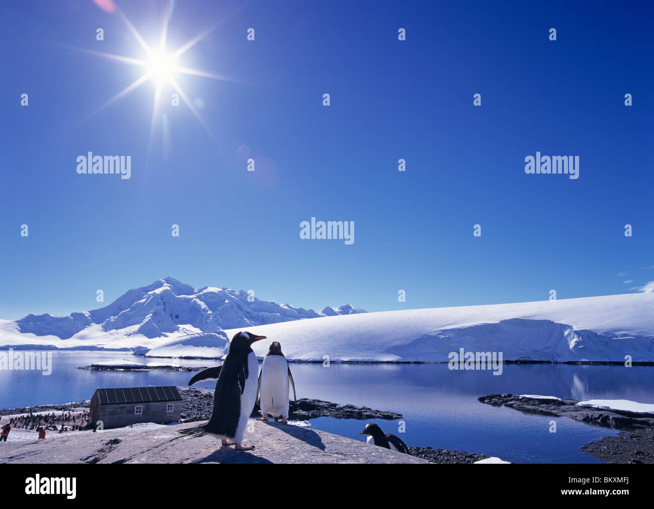 Gentoo penguins Pygoscelis papua and British Research Station Port Lockroy on Goudier Island, Antarctic Peninsula, Antarctica Stock Photo