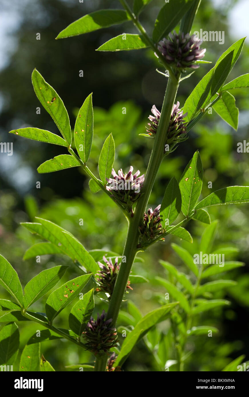 Glycyrrhiza glabra, Liquorice Stock Photo Alamy