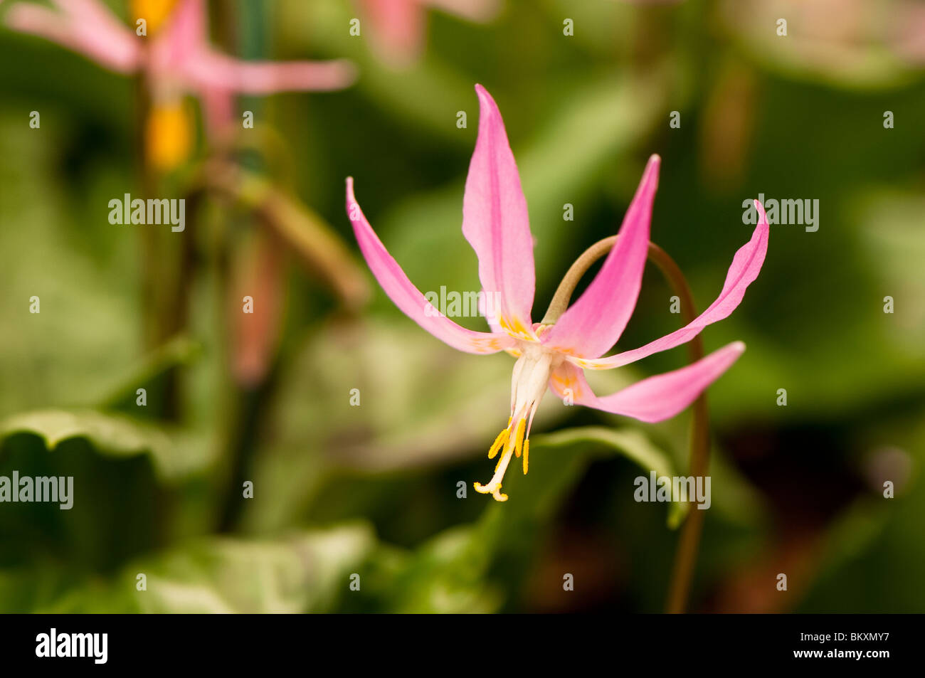 Erythronium revolutum in flower Stock Photo