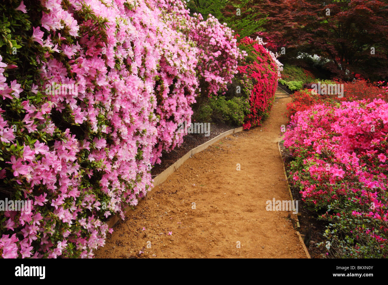Azaleas and rhododendrons at the Punch Bowl, Valley Gardens, The Royal Landscape, Windsor Great Park, Surrey, United Kingdom Stock Photo