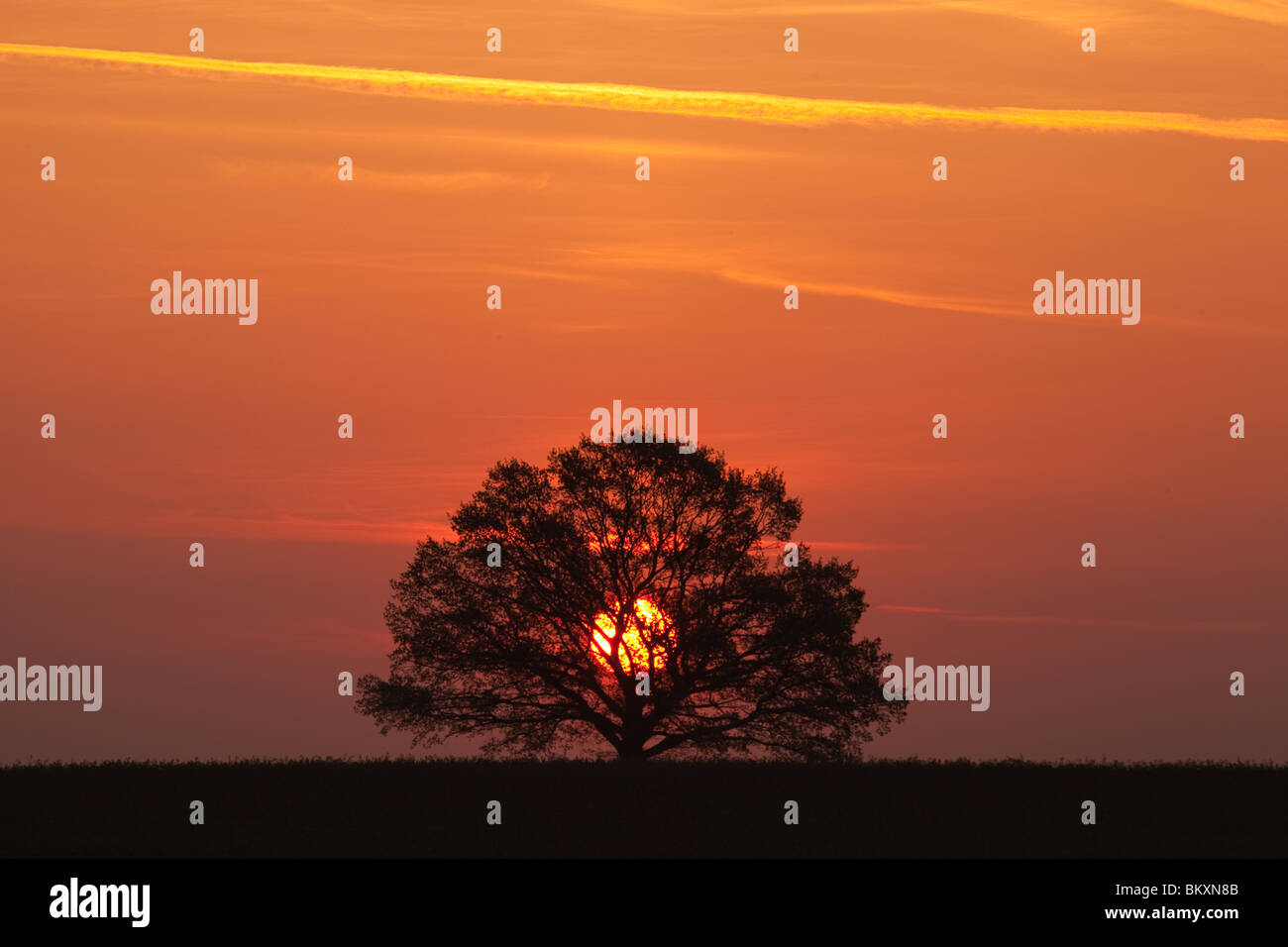 Lonely tree on the field at sunrise Stock Photo - Alamy