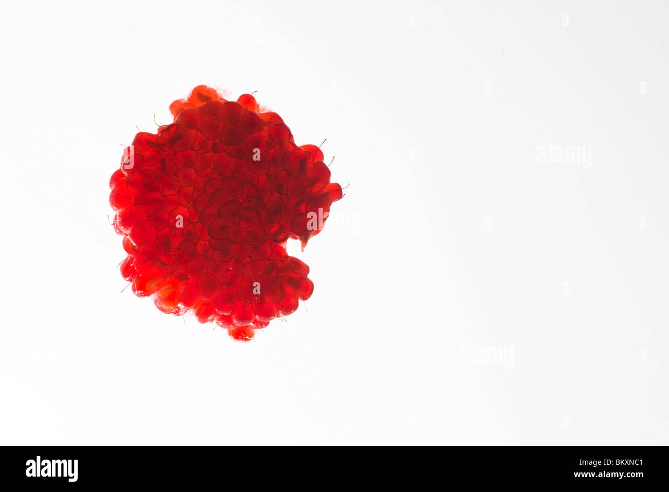 Extreme close up of a raspberry against white background Stock Photo ...