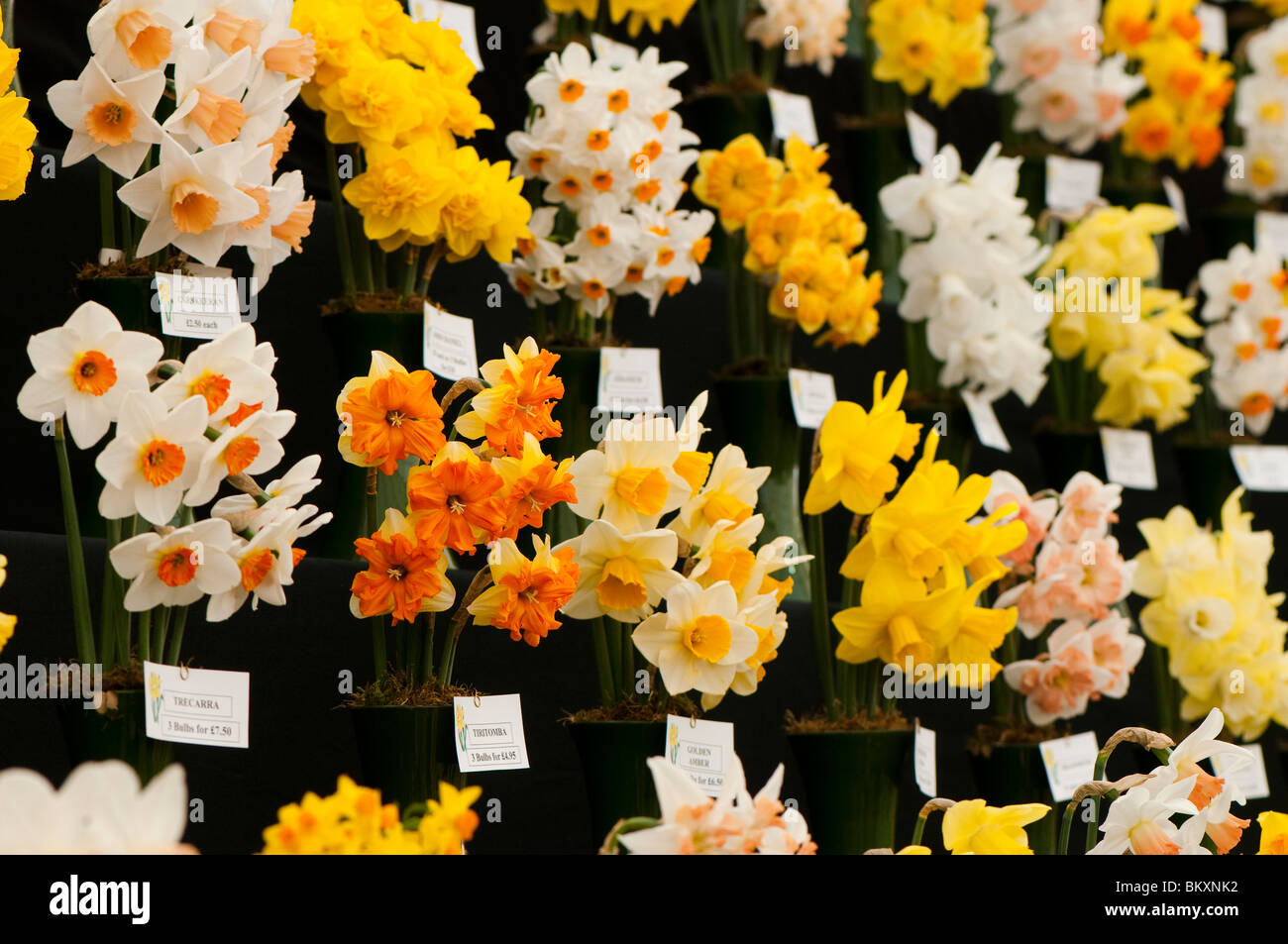 Display of different varieties of daffodils at the RHS Show in Stock