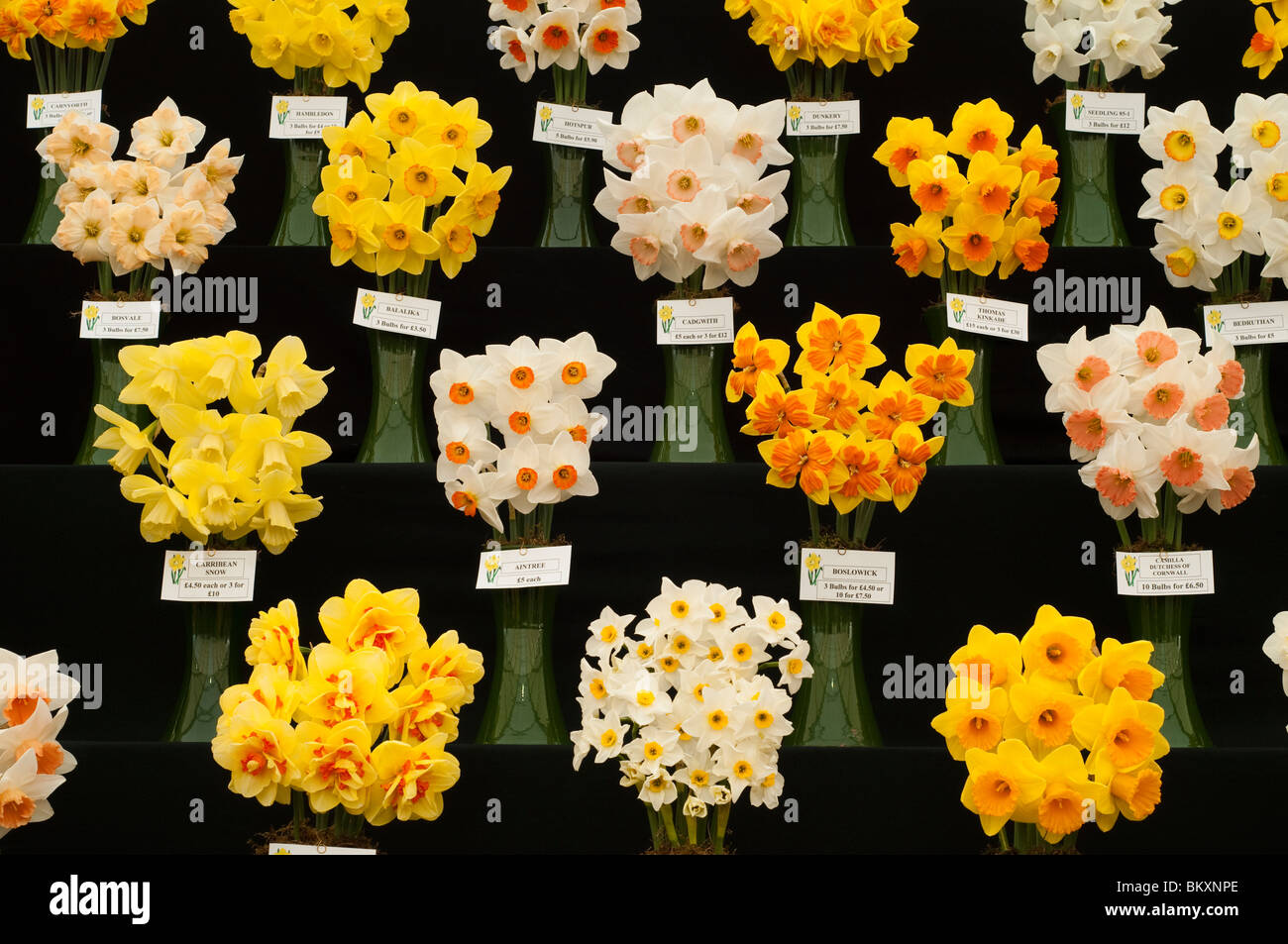 Display of different varieties of daffodils at the RHS Show in Cardiff