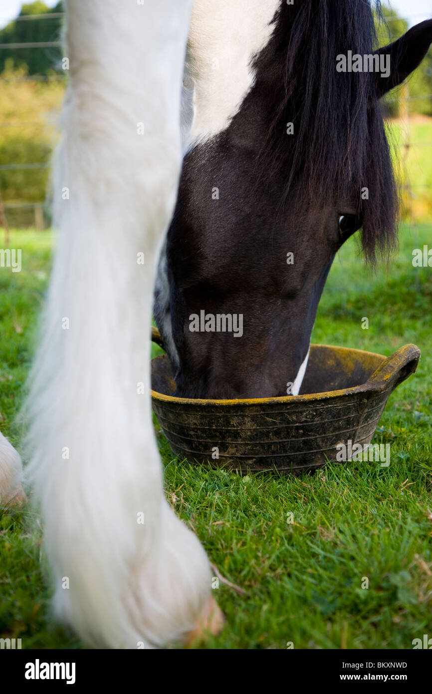 Horse feed bowl hires stock photography and images Alamy