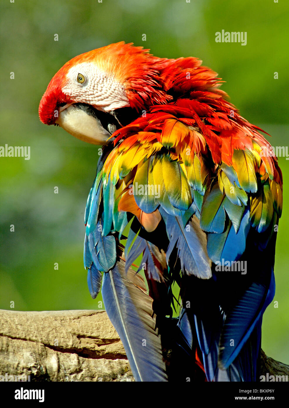 Birds  ; Scarlet Macaw sitting on branch of tree Safari world Bangkok ; Thailand ; South East Asia Stock Photo