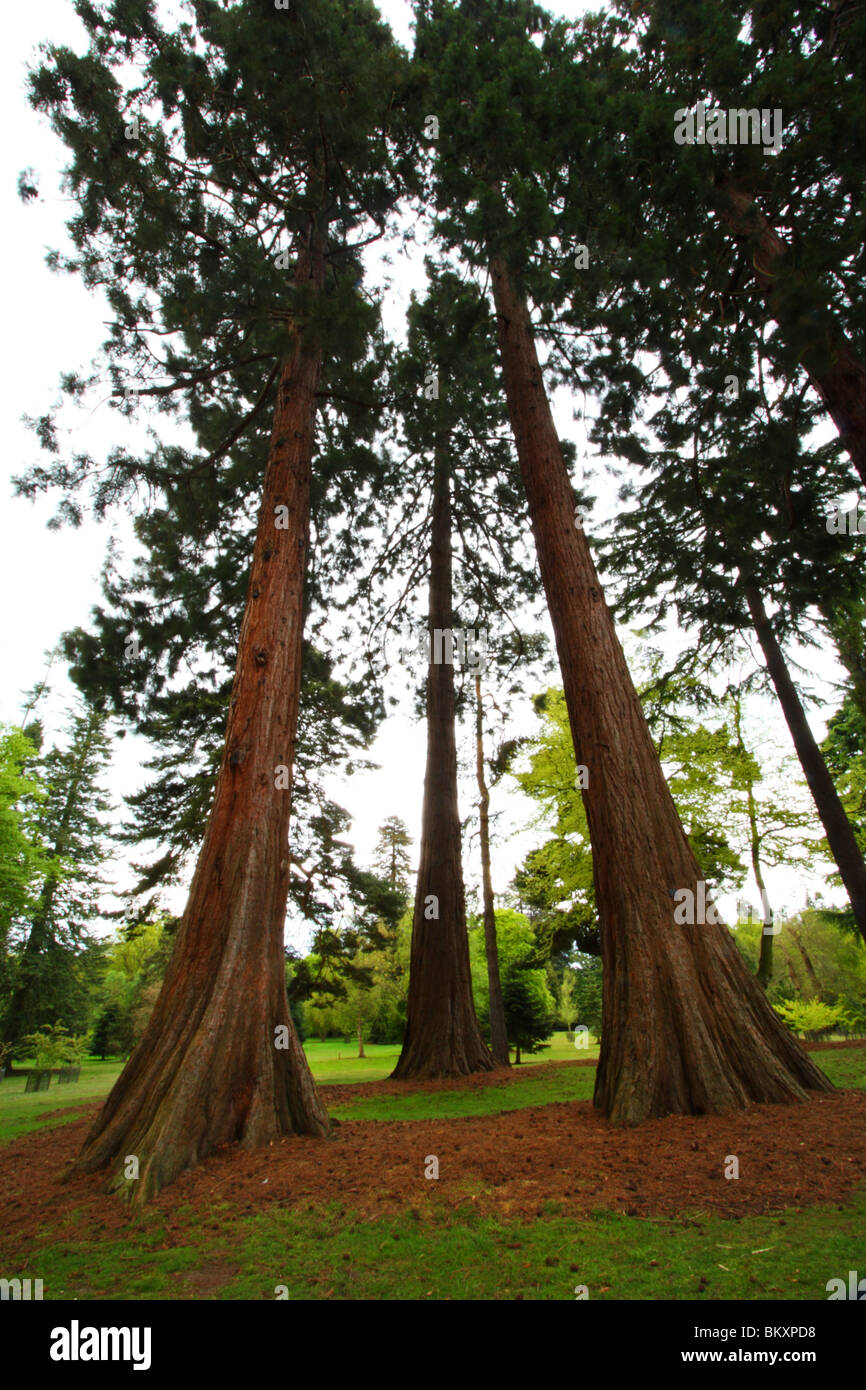 Giant Sierra Redwood (Sequoiadendron giganteum), Valley Gardens, The Royal Landscape, Windsor Great Park, Surrey, United Kingdom Stock Photo