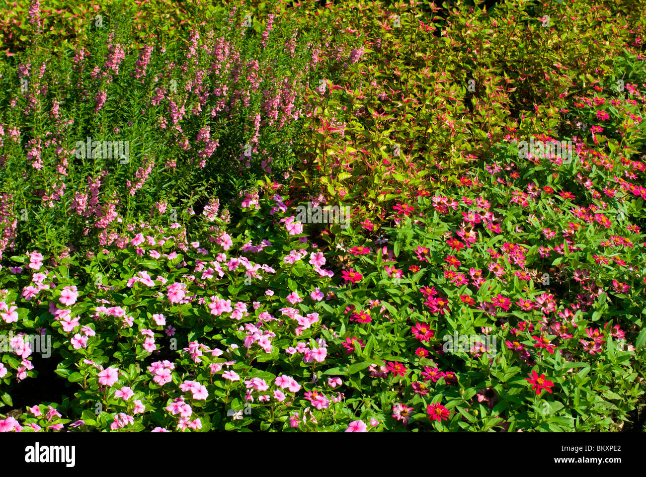 Lincoln Park perennial and annual gardens for butterflies, Chicago, Illinois Stock Photo