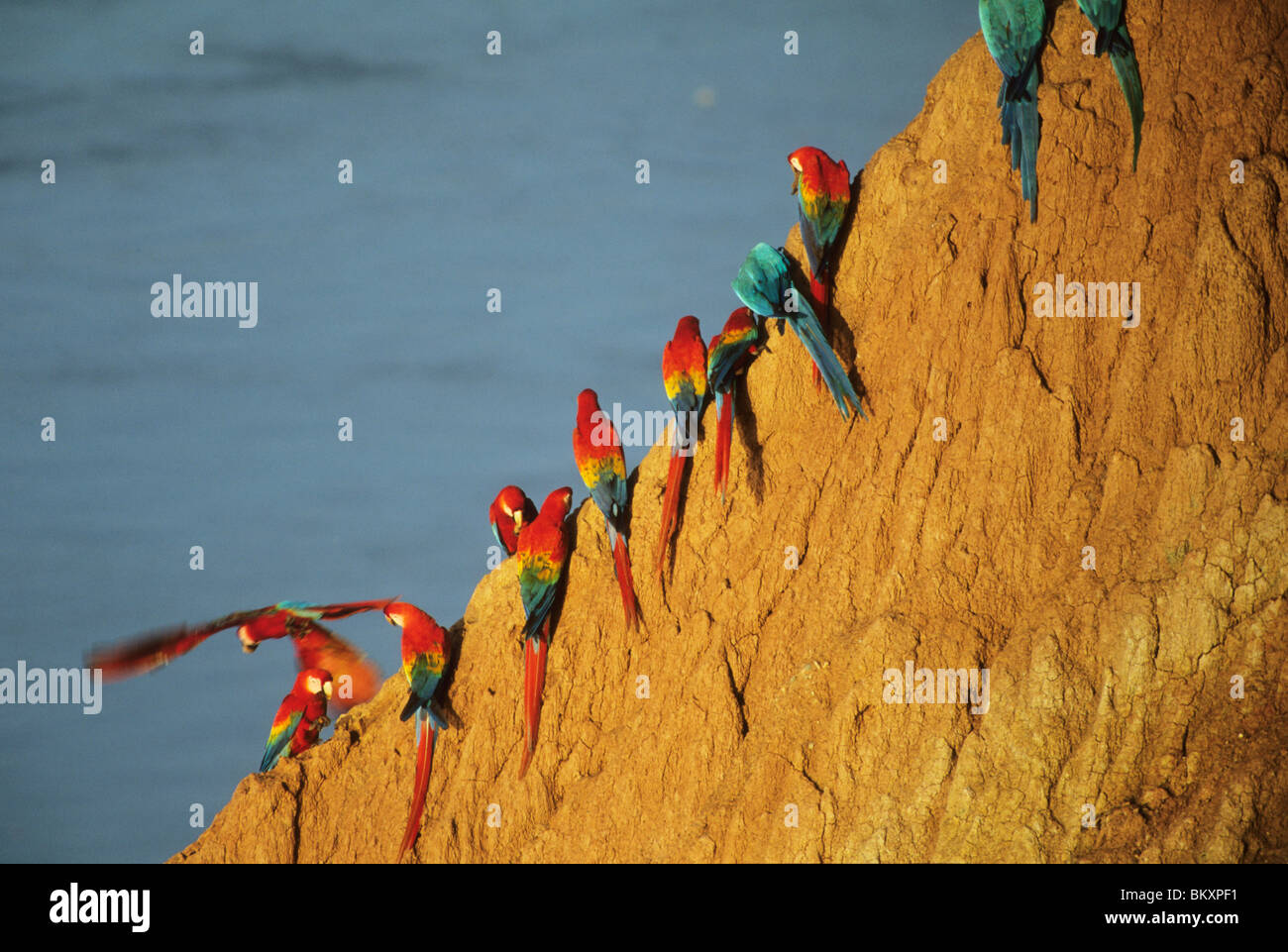 SE Peru, Tambopata Reserve, Macaws and parrots at mineral lick (Ccollpa) Stock Photo