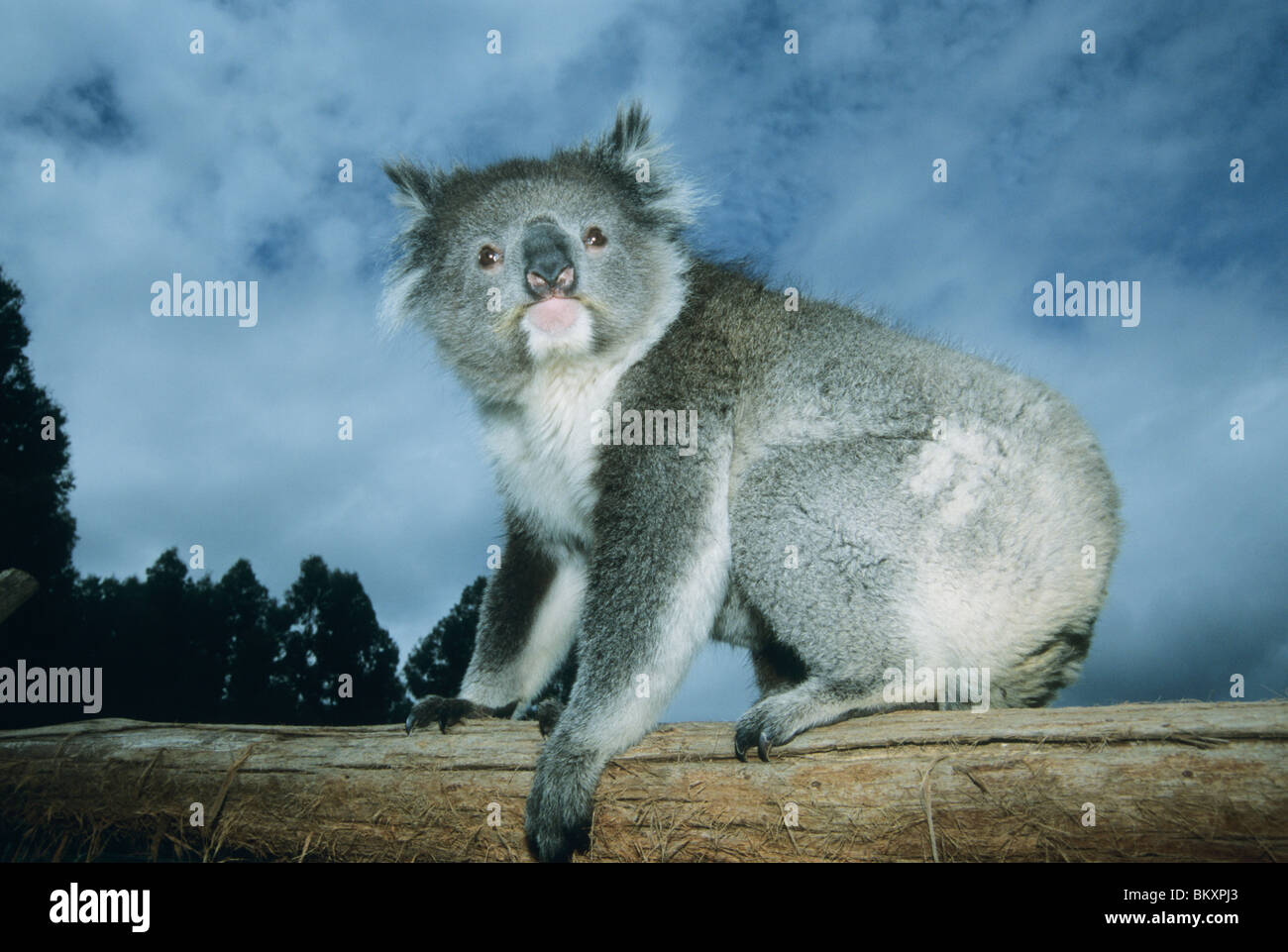 Koala, (Phascolarctos cinereus), South Australia. CAPTIVE Stock Photo