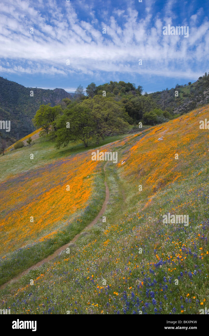 Sierra National Forest, CA Hillside covered with spring flowers with