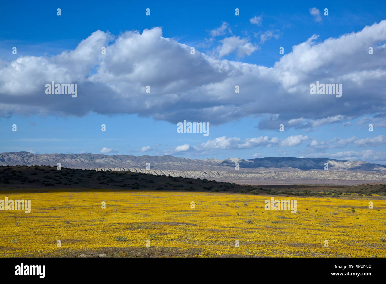 Carrizo Plain National Monument, CA: Evening clouds over the distant hills of the Temblor range with goldfields (Lasthenia spp.) Stock Photo