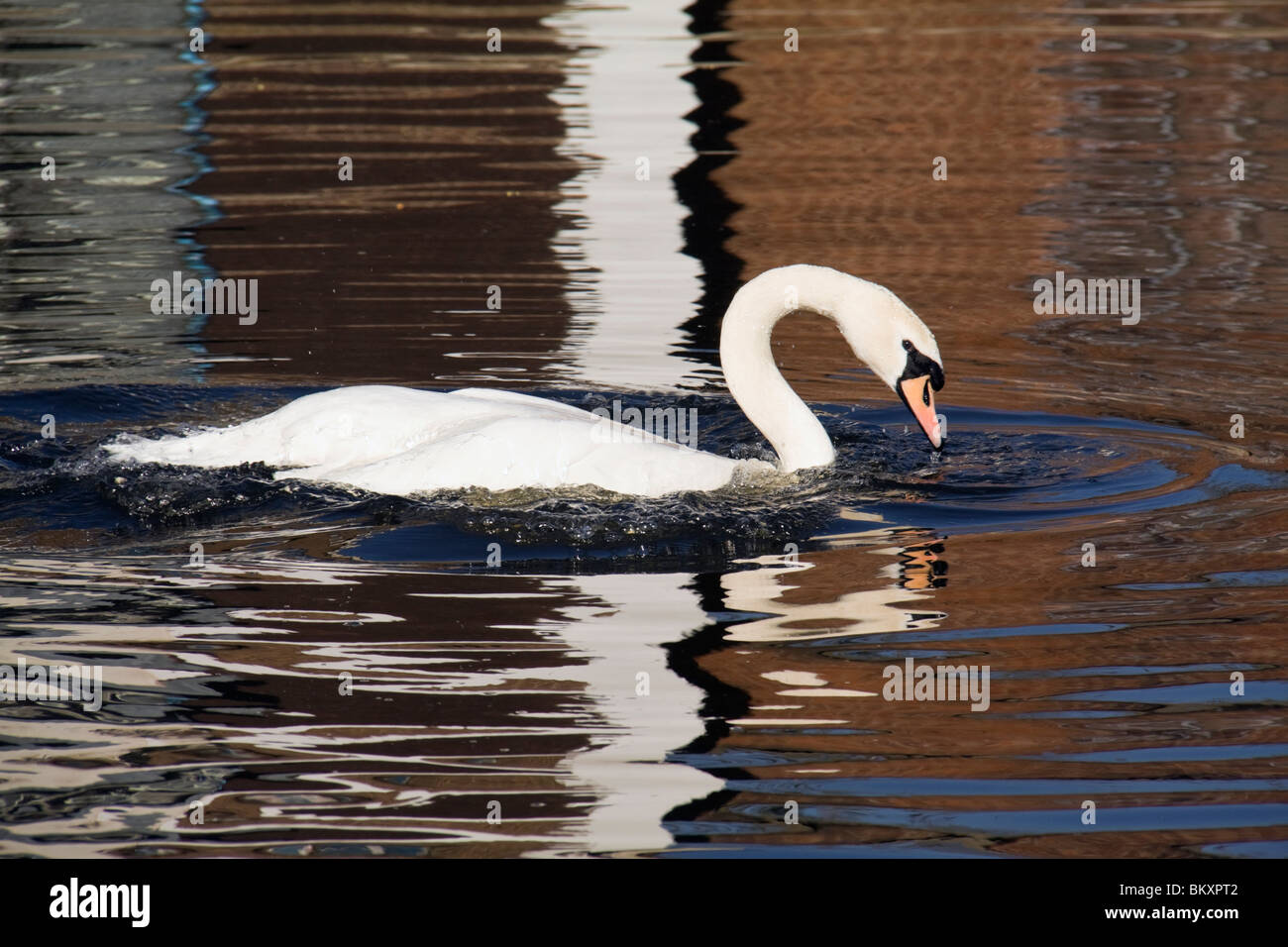 Mute swan, a water reflection, River Lee, London, UK Stock Photo Alamy
