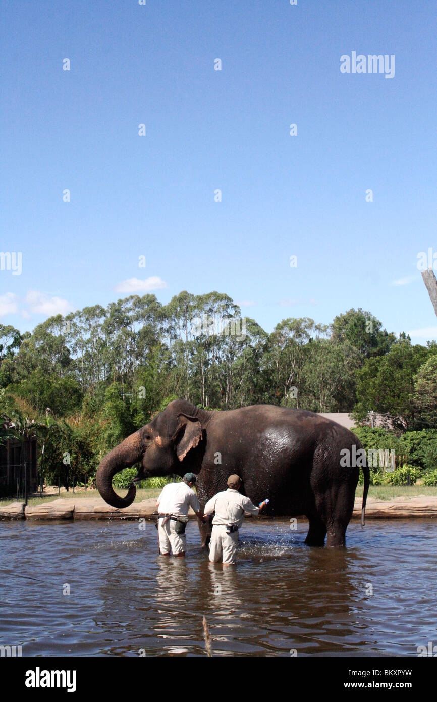 zoo keepers washing an Elephant at the Australia zoo home of the crocodile hunter Steve Irwin. Stock Photo