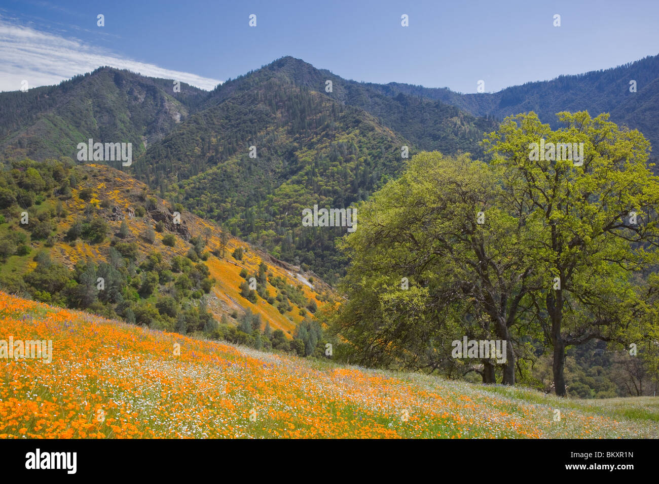 Sierra National Forest, CA Hillside covered with spring flowers with