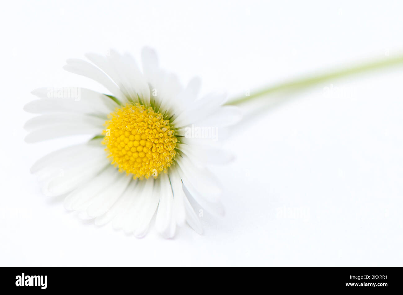 Close up of a daisy, Bellis perennis, against a white background Stock Photo