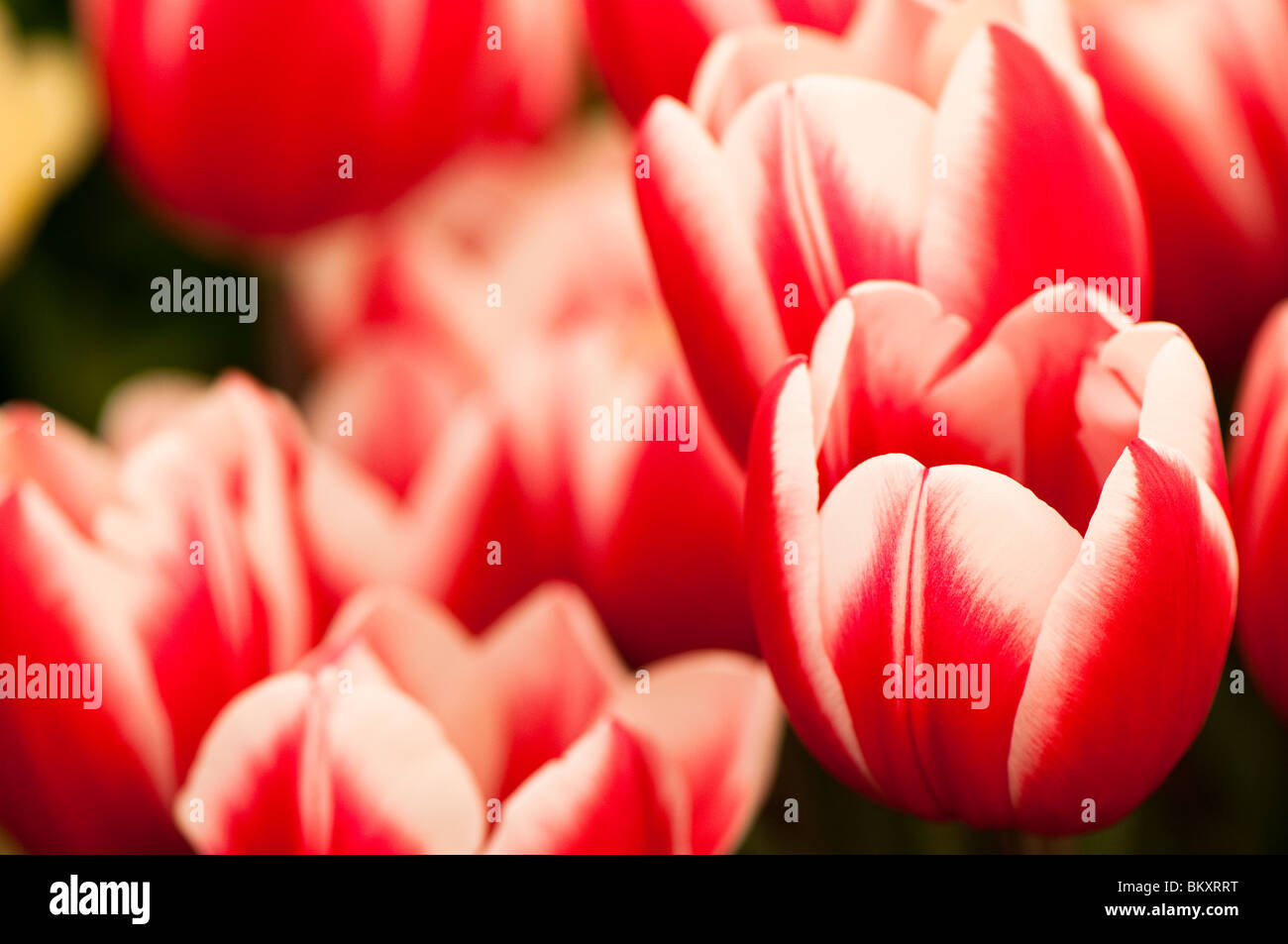 Triumph Tulipa 'Guus Papendrecht' in flower Stock Photo