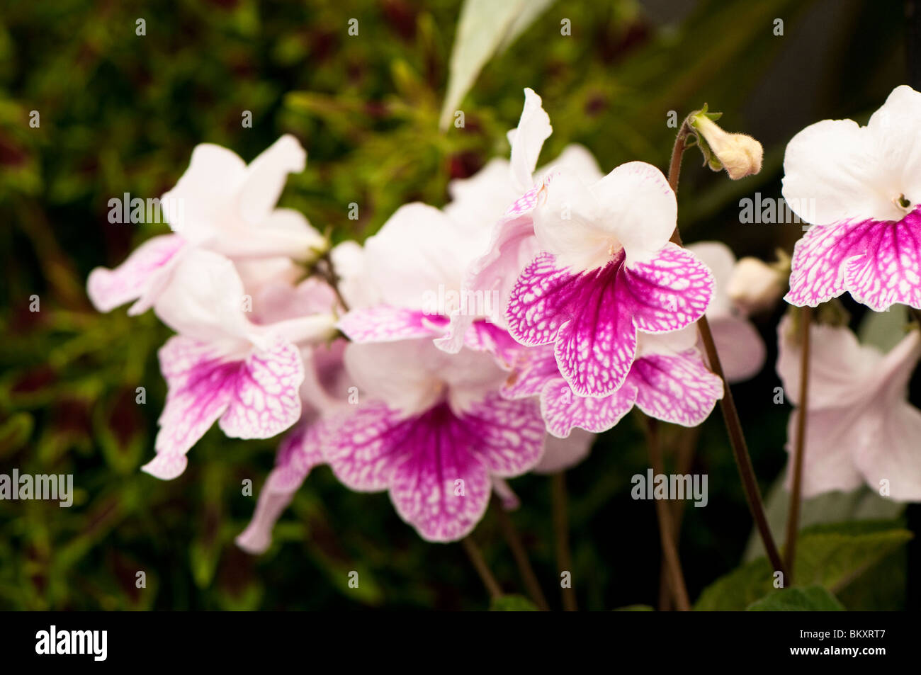 Streptocarpus 'Leyla' in flower Stock Photo