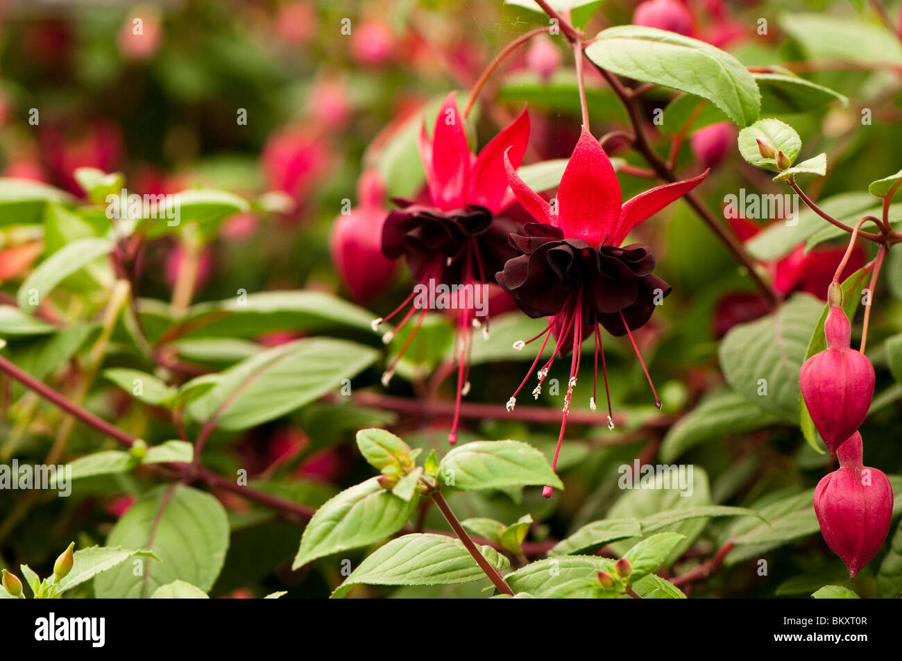 Fuchsia 'Roesse Blacky' in flower Stock Photo