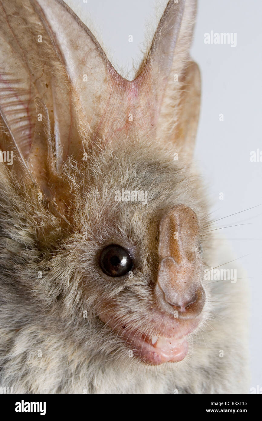 Heartnosed Bat (Cardioderma cor Stock Photo Alamy