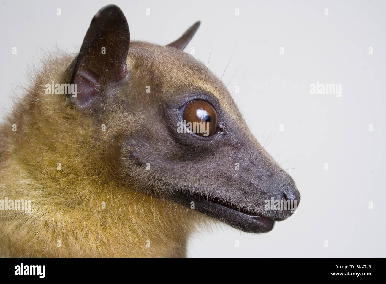 African straw-colored fruit bat (Eidolon helvum), coastal Kenya. Stock Photo